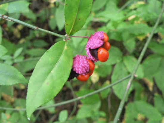 "Hearts-a-Burstin" or American Euonymus.