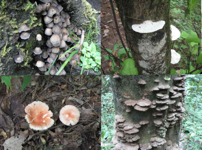 Fungi of the week!
