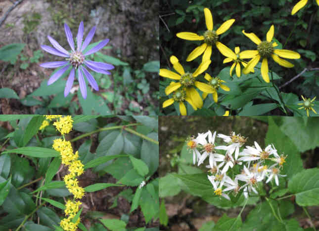 Some of today's wildflowers (top left then clockwise) Blue Wood Aster, Golden Glo, White Wood Aster, Goldenrod.