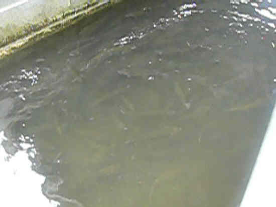 Large trout at the fish hatchery!