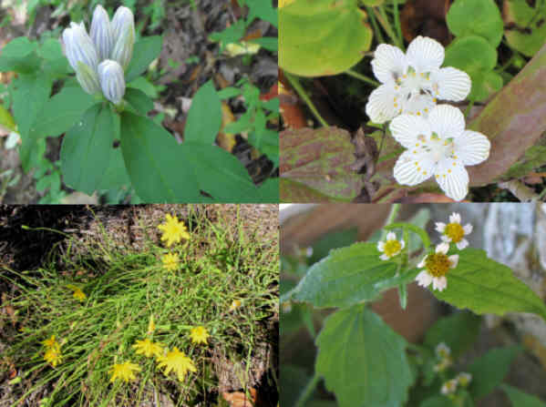 Some of today's wildflowers (top left then clockwise) Mountain Gentian, Grass of Parnassus, Peruvian Daisy, Hawkweed.