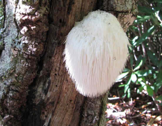 Fungus of the week!"