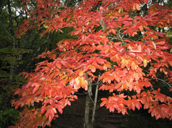 Sourwood tree showing off its fall color!