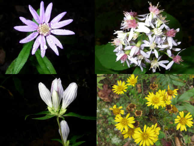Some of today's wildflowers.