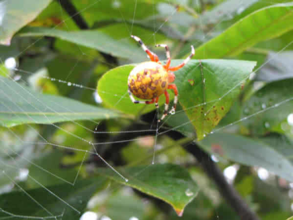 A nice spider! Marbled Orb Weaver