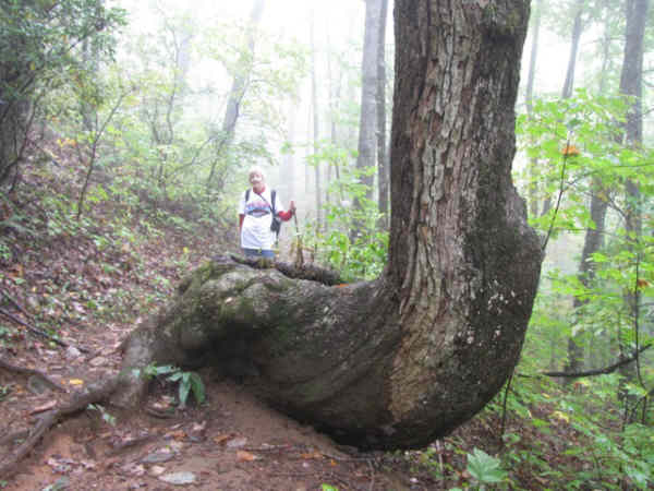 Tree of the week!