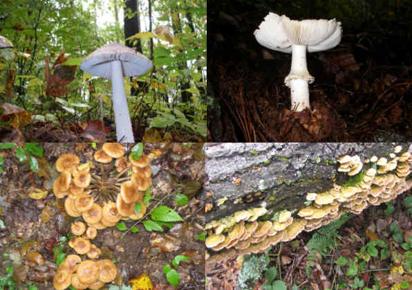 Fungi of the week!