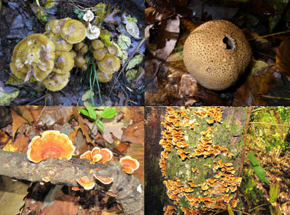 Fungi of the week!
