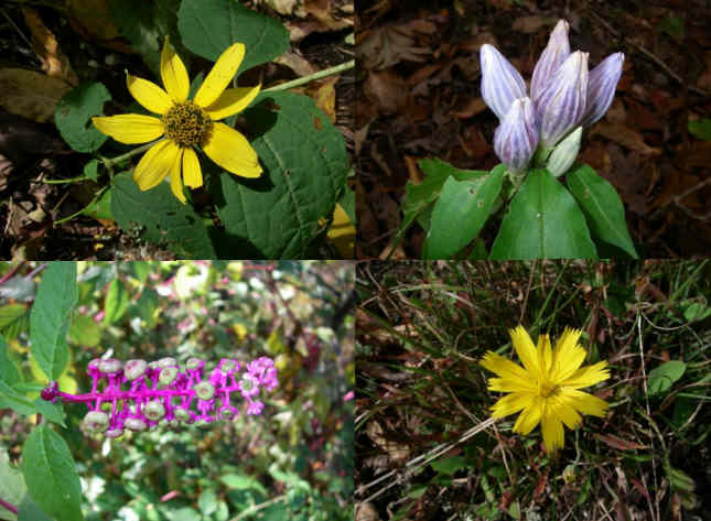 Some of Today's Wildflowers!