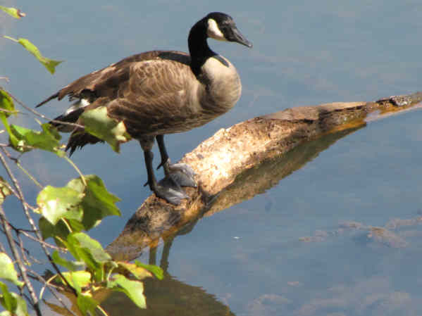 Canada Goose on Nancytown Lake.