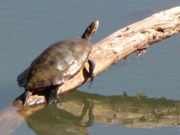 We see lots of sunbathers on Nancytown Lake!