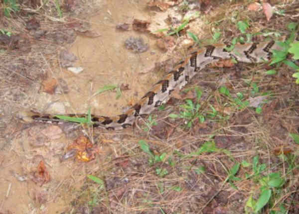 A very large Timber/Canebreak Rattler stopped us in our tracks. He was sluggish due to the cooler weather.
