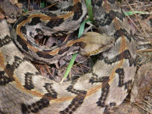 He coiled up after being disturbed.
