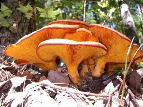 Mushrooms of the week!