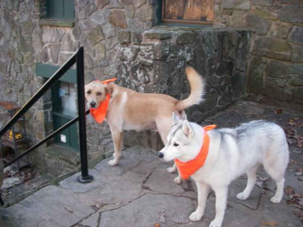 These nice dogs belong to the Walasi-Yi Center/Mountain Crossings.