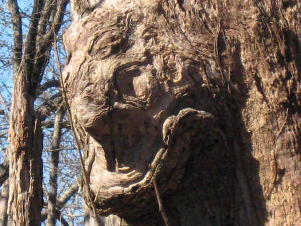 Odd tree growth of the day! Do you see a face?
