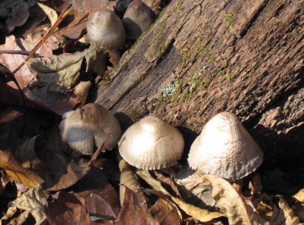 Fungi of the week!