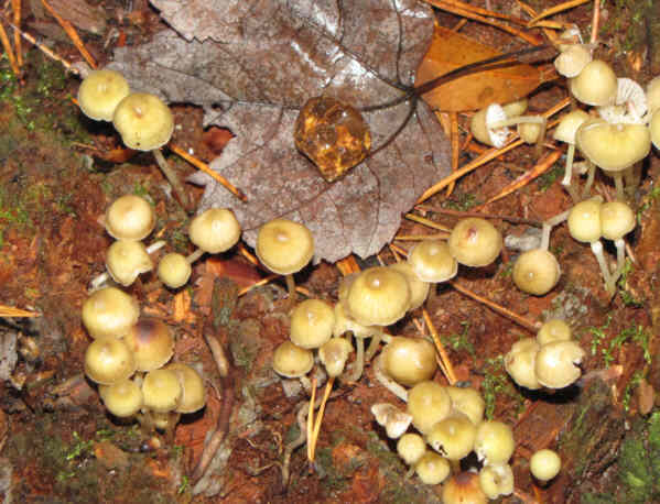 Fungi of the week!.