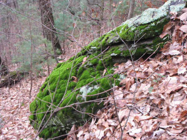 Simple beauty of a moss-covered boulder!