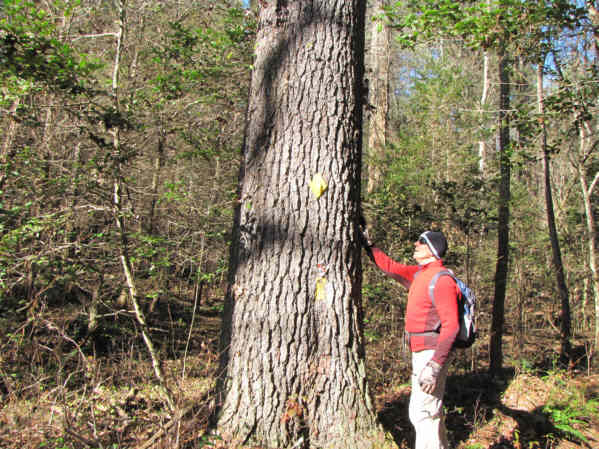 One of many giant White Pines along the trail.