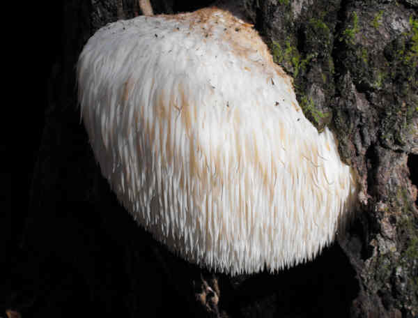 Fungus of the week!.