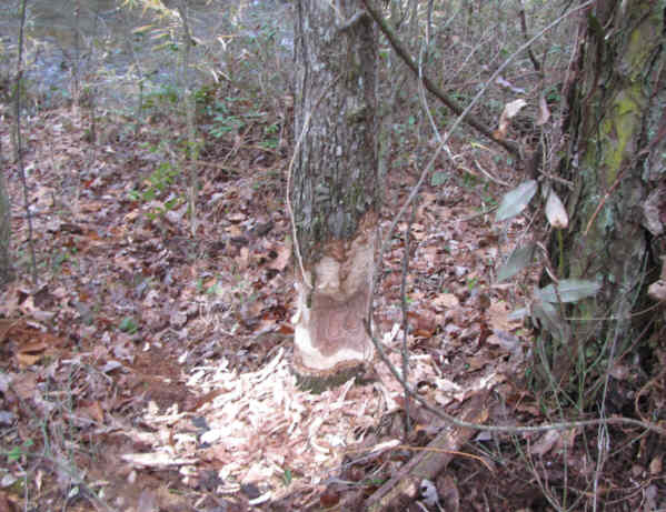 Evidence of a busy Beaver!