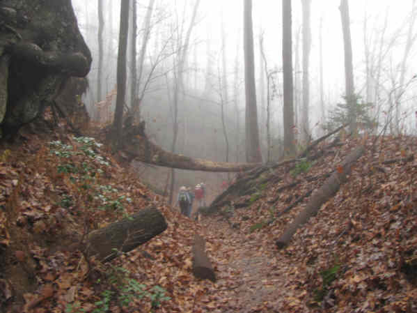 An absolutely beautiful woodland trail.