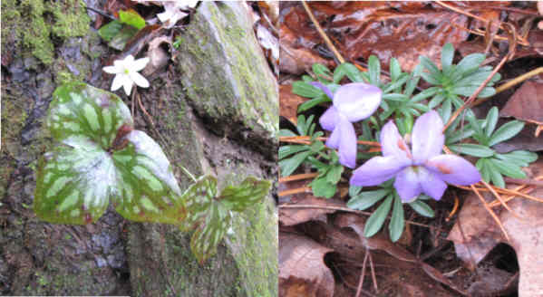 We were very surprised to see any wildflowers. (l-r) Hepatica and Bird's Foot Violet