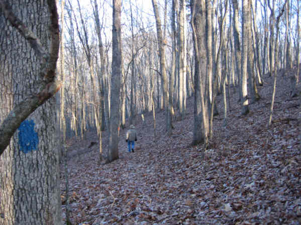 Another nice hardwood forest.