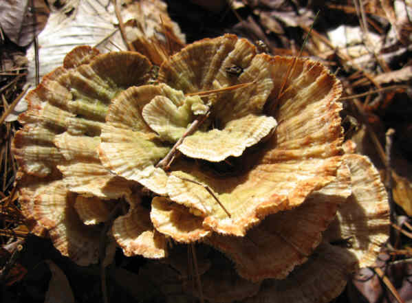 Fungus of the week!