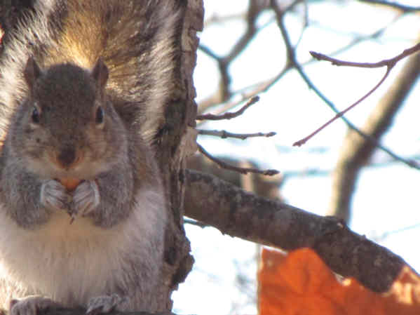 A nice fat squirrel!