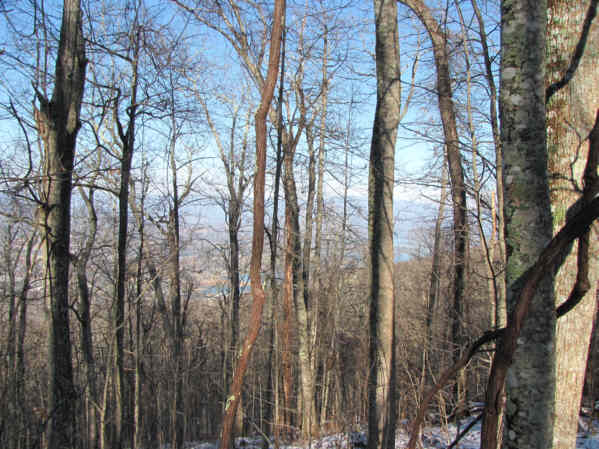Looking through the trees, we can see the mountains and the lake in the valley.