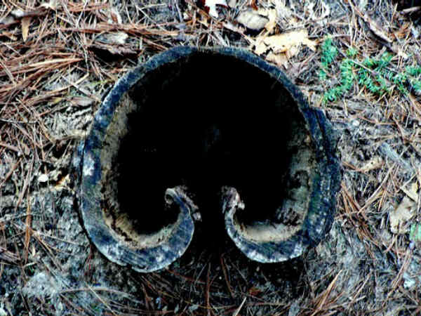 Stump of the week!