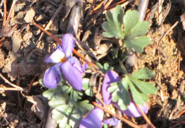 We were very surprised to find a blooming Birdfoot Violet!