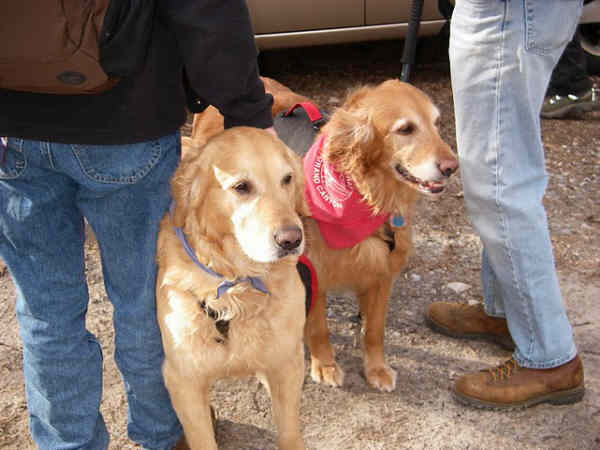 Trail dogs for the day - Ty and Jessie .