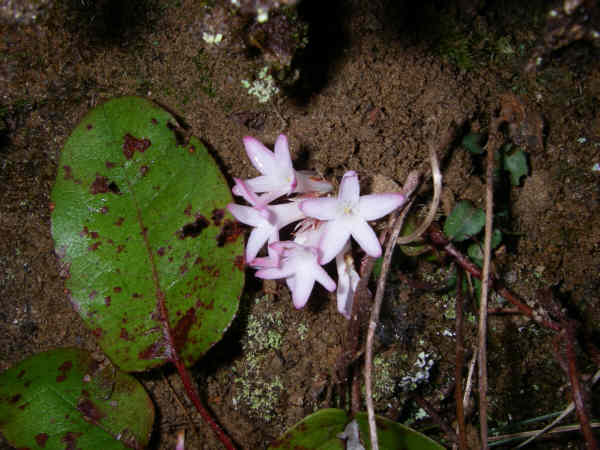 Signs of Spring! Trailing Arbutus
