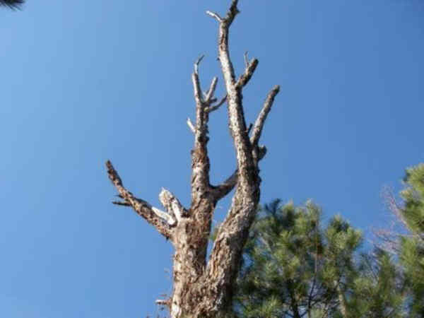 the dead tree of the week!