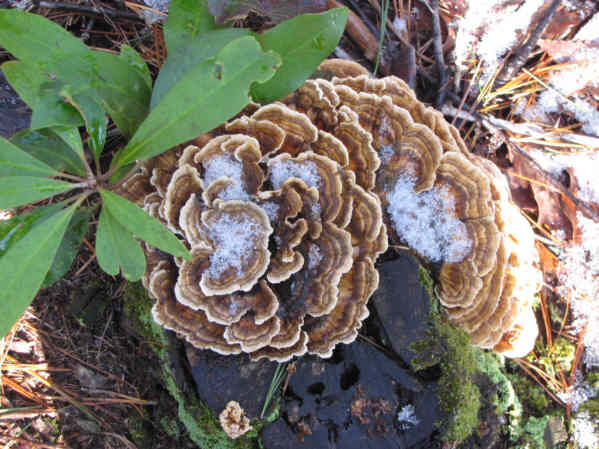 Fungus of the week!