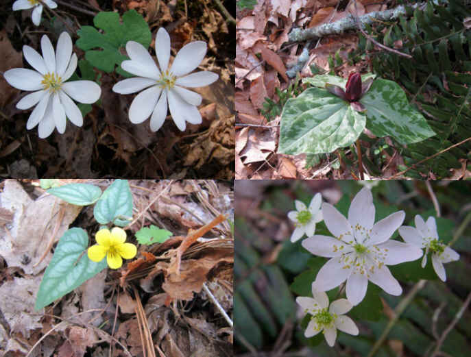 A great day for early season wildflowers. (top left then clockwise) Bloodroot, Purple Toadshade Trillium, Hepatica, Halberd-leaved Violet.