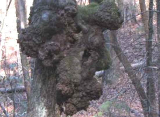 Nature's marvel on this gnarly tree. Profile of Abe Lincoln!