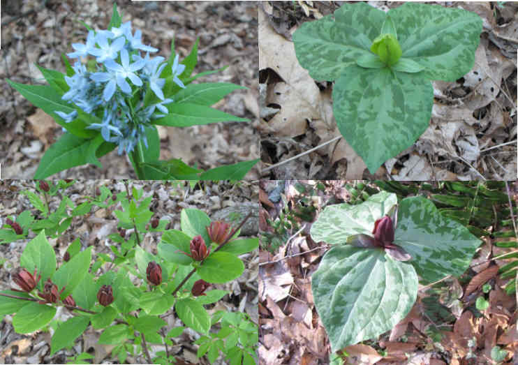 Some of today's wildflowers : (top left then clockwise) Eastern Bluestar, Yellow Toadshade Trillium, Purple Toadshade Trillium, Sweet Shrub.