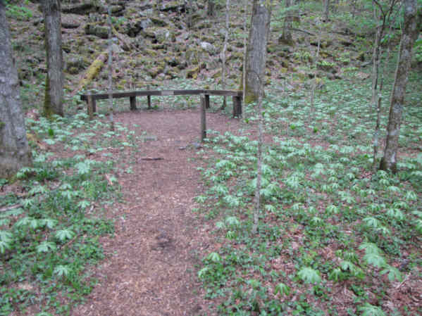 The lush botanical area.