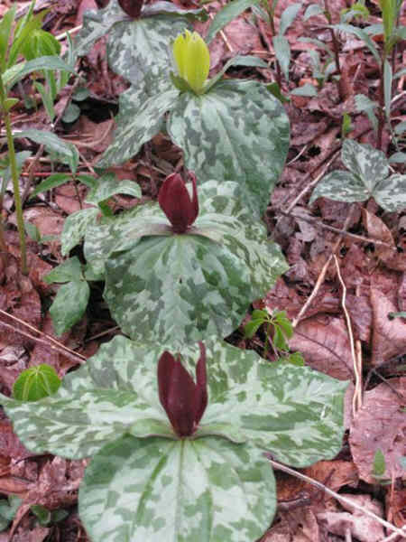 We saw hundreds of Purple and Yellow Toadshade Trillium.