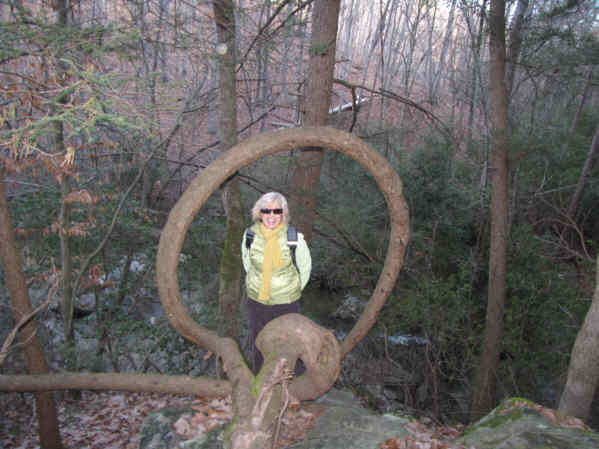 The famous circular Hemlock tree. A natural picture frame.