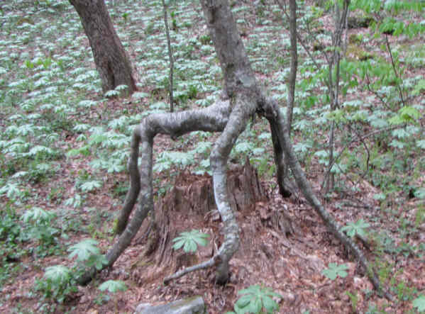 Many years ago a tree seedling sprouted in an old stump. Years passed and the stump rotted away leaving the tree on stilts.