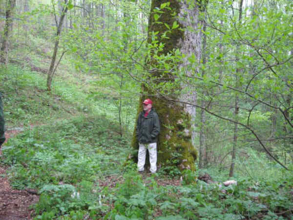 We believe this to be the largest Yellow Buckeye tree in GA.