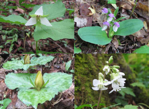 Some of today's many wildflowers! (top left then clockwise) White Erect Trillium, Showy Orchis, Toothwort, Yellow Toadshade Trillium.