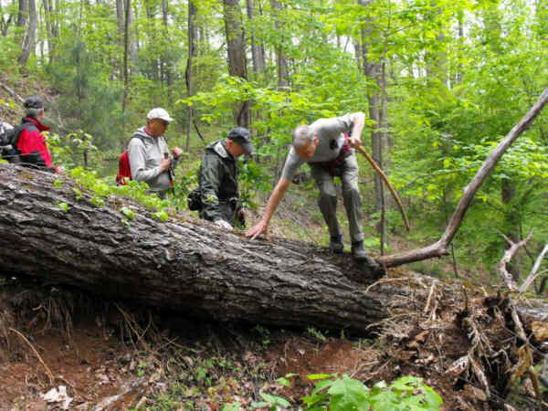 There was one large tree blocking the trail here.