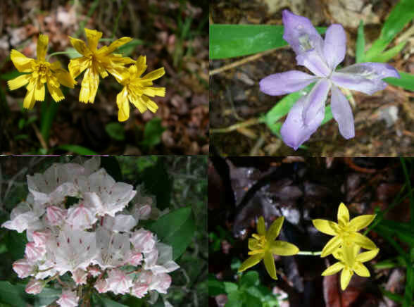 Some of today's wildflowers (top left then clockwise) Rattlesnake Weed, Dwarf Crested Iris, Yellow Stargrass, Mountain Laurel.