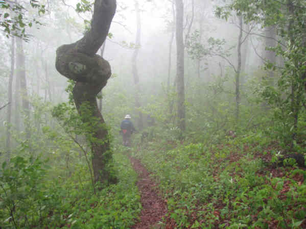 The fog moves in and we pass the amazing old twisted tree.